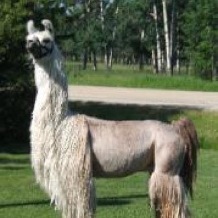 suri llama