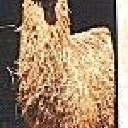argentine llama