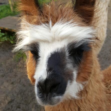 Hector llama for sale