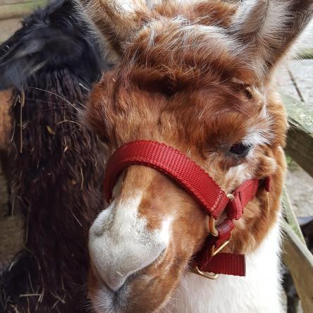 halter-training llamas