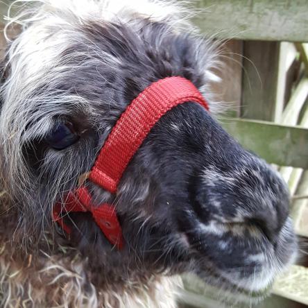halter-trained llamas