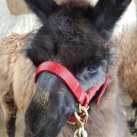 halter training llamas