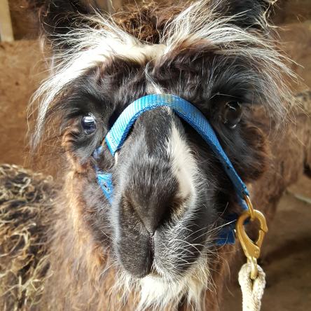 female llama