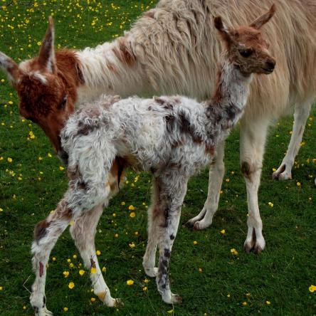 new born cria