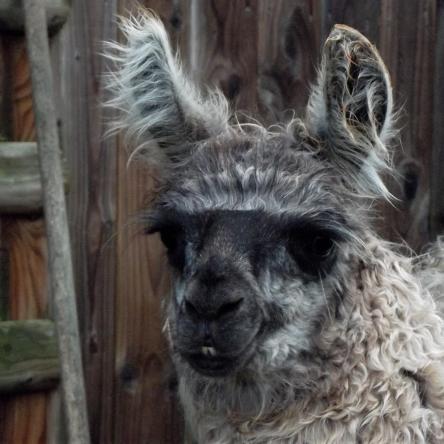 llama for sale