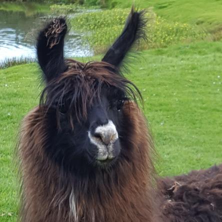 young llama
