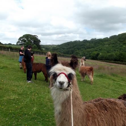 llama trekking