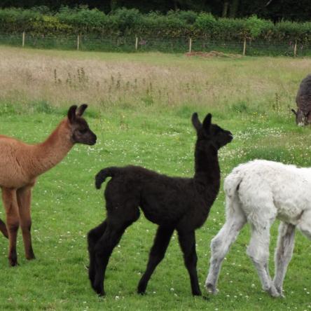Llama cria