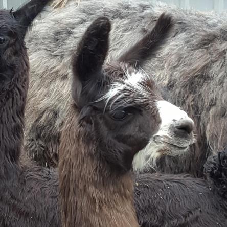 Llamas for sale