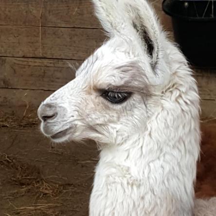 llama for sale