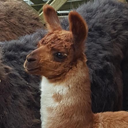 llama cria