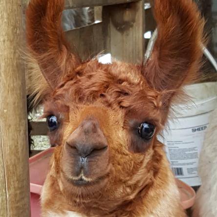 llama for sale