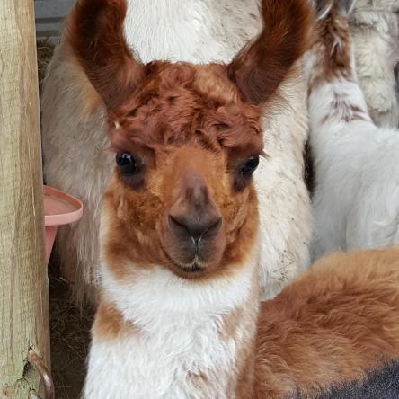 llama cria