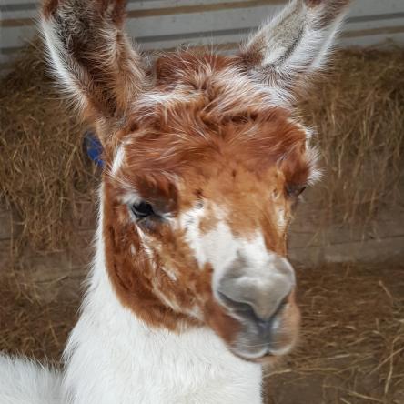 llama for sale