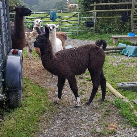 llama cria