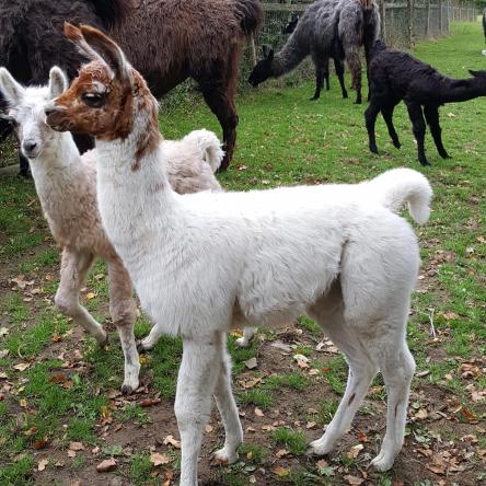 llama for sale