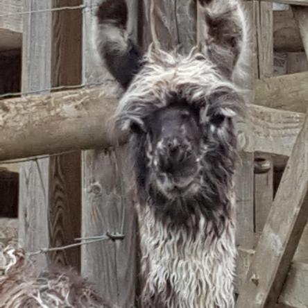 llama cria for sale