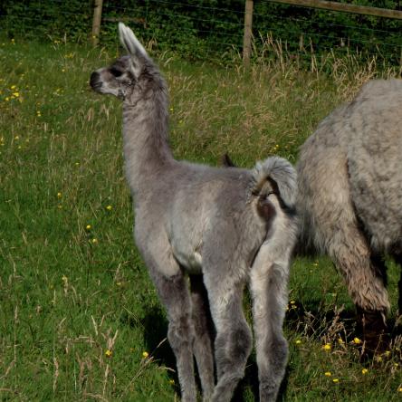 llama for sale