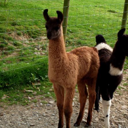 llama for sale