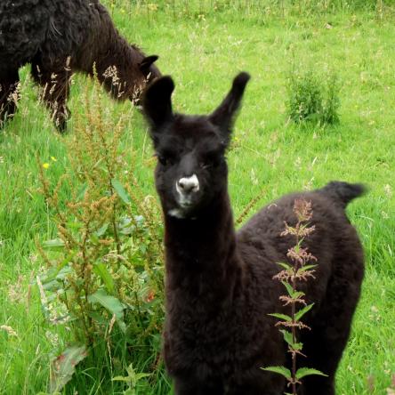 llama cria