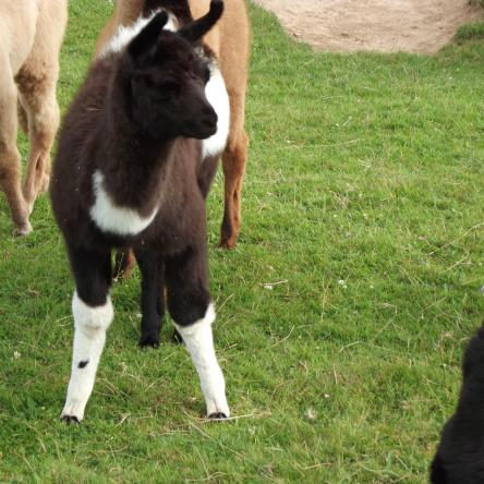 Pippa llama for sale