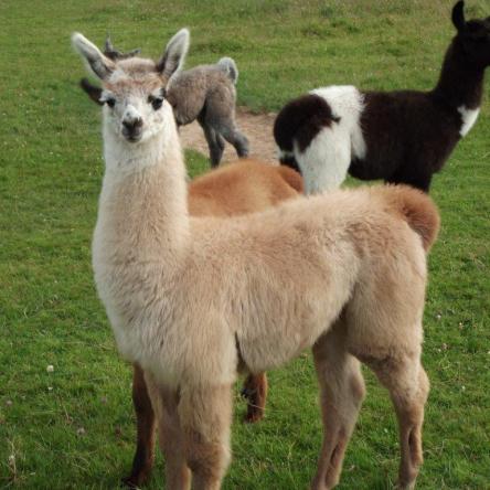 llamas for sale