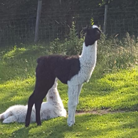 llama cria