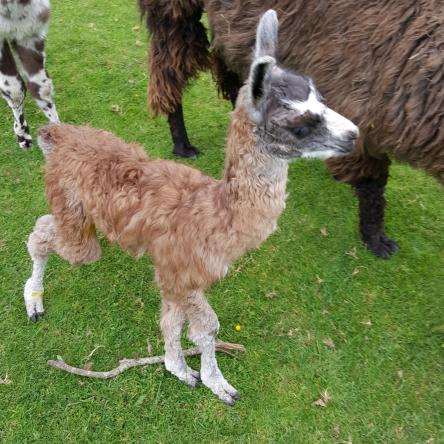 llama cria