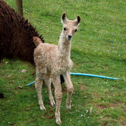 young llama