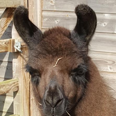 llama