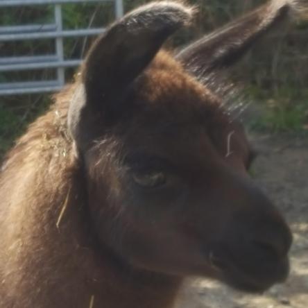 llama for sale