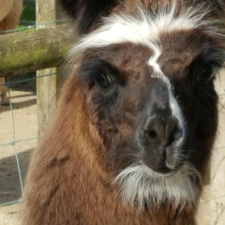 female cria for sale