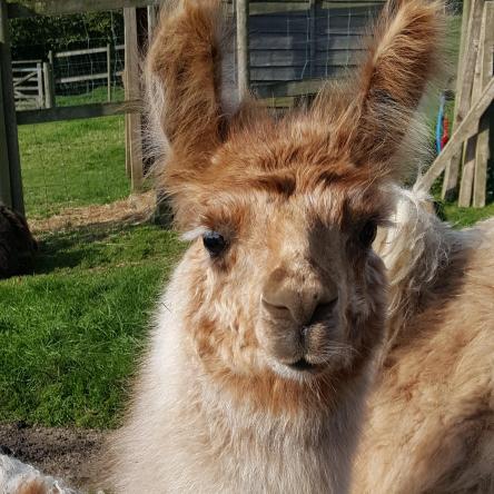 sold llama