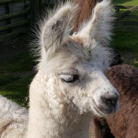 llama for sale