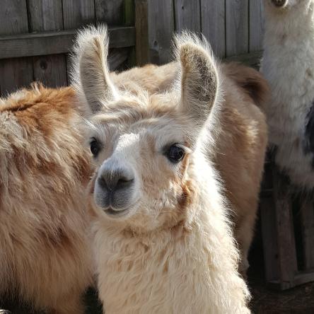 llama for sale