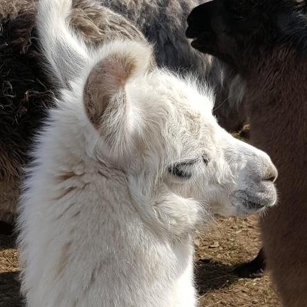 Bowie male llama cria
