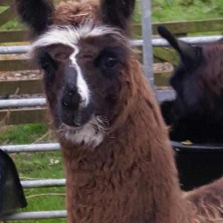 llama cria
