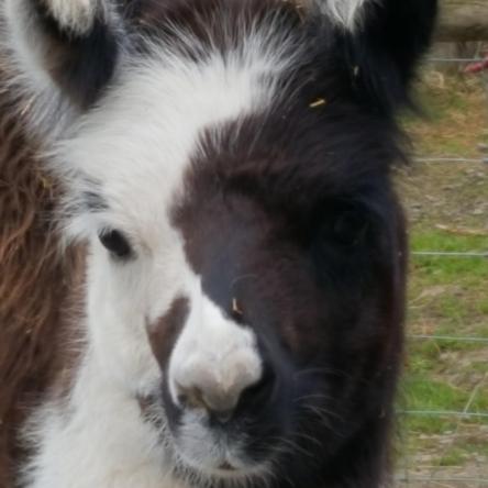 llama cria