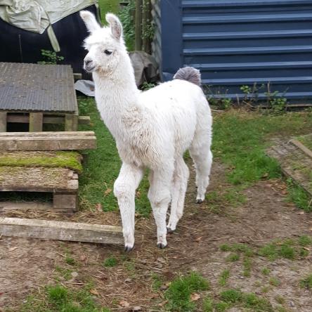 Bowie llama cria for sale