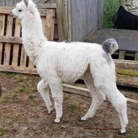 Bowie llama cria for sale