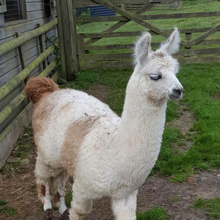 female cria blue eyed