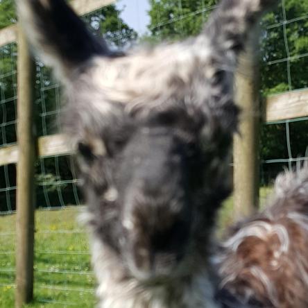 llama cria