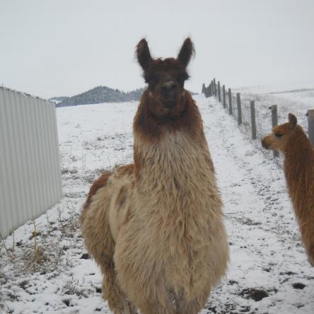 argentine llama