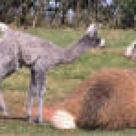 female llama and cria