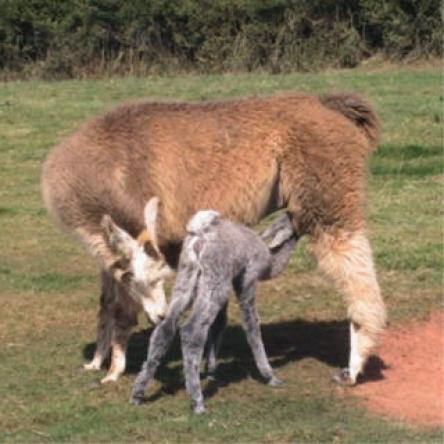 female llama and cria