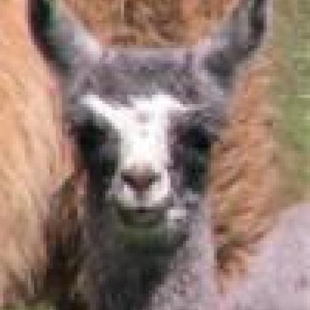 Blue belle cria llama