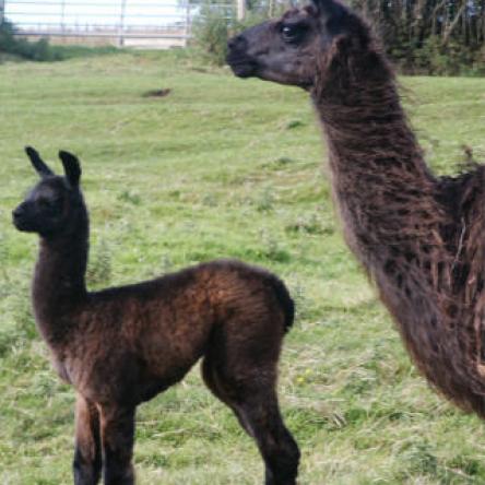 female llama and cria