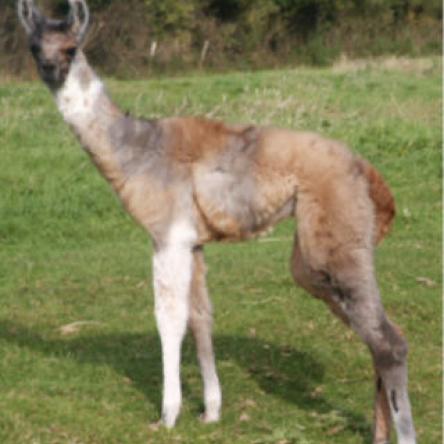 Looby training llamas