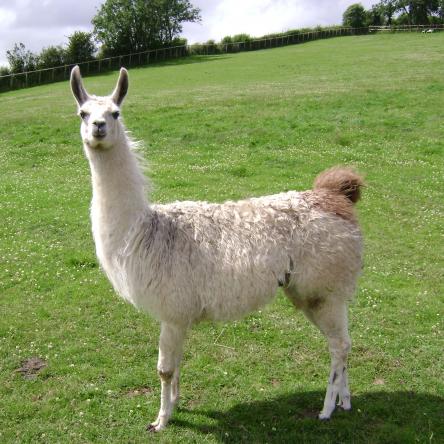 young llama