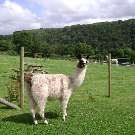 therapy llama